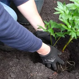 Pfingstrose - Einpflanzen im Garten