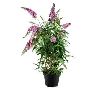 Buddleja davidii 'Pink Delight'