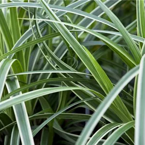 Carex – Weltenbummler und Anpassungskünstler Carex – Weltenbummler und Anpassungskünstler