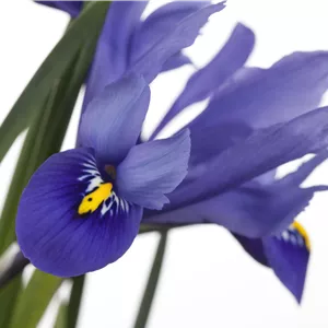 Iris versicolor Iris versicolor