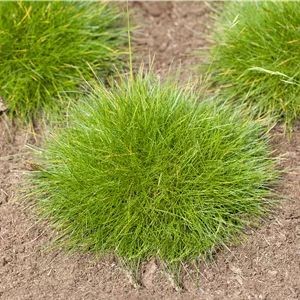 Festuca gautieri Festuca gautieri