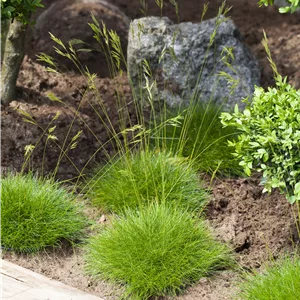 Festuca gautieri 'Pic Carlit' Festuca gautieri 'Pic Carlit'