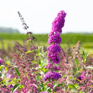 Buddleja davidii 'Royal Red'
