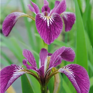 Iris versicolor 'Kermesina', gen. Iris versicolor 'Kermesina', gen.