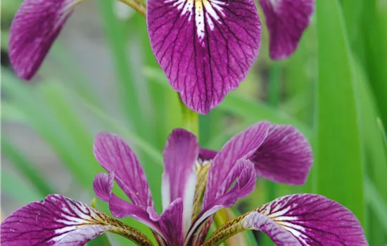 Iris versicolor 'Kermesina', gen.