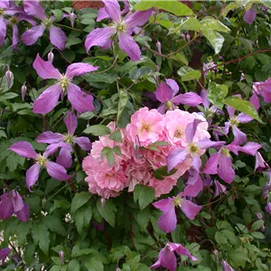 Clematis viticella 'Prince Charles' Clematis viticella 'Prince Charles'