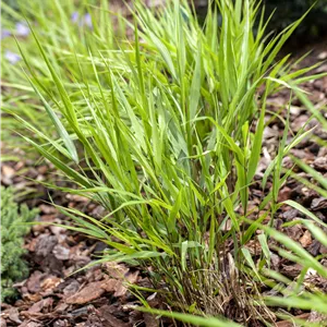 Hakonechloa macra Hakonechloa macra