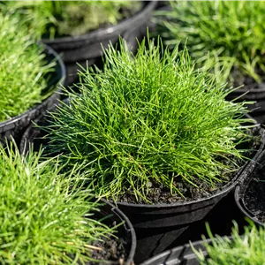 Festuca gautieri 'Pic Carlit'