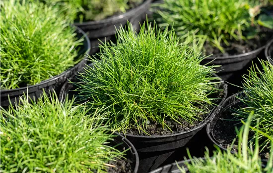 Festuca gautieri 'Pic Carlit'