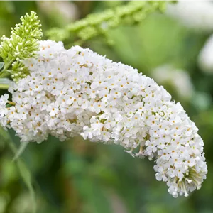 Buddleja davidii 'White Bouquet' Buddleja davidii 'White Bouquet'