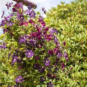 Clematis viticella 'Rubra' Clematis viticella 'Rubra'