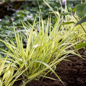 Hakonechloa macra 'Aureola' Hakonechloa macra 'Aureola'