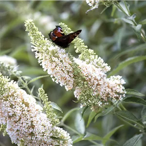 Buddleja davidii 'White Profusion' Buddleja davidii 'White Profusion'