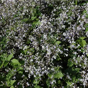 Clematis x jouiniana 'Praecox' Clematis x jouiniana 'Praecox'