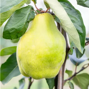 Cydonia 'Portugiesische' CAC Cydonia 'Portugiesische' CAC