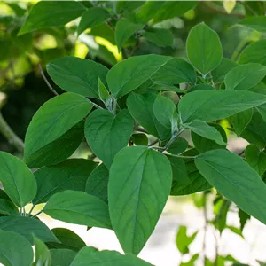 Clerodendrum trichotomum fargesii Clerodendrum trichotomum fargesii