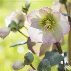 Fleur primeur – нежные вестники весны из цветочного сада
