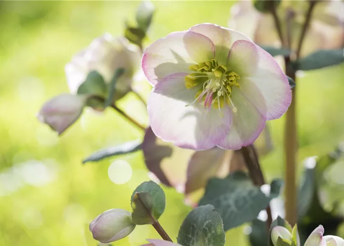 Fleur primeur – Delicate Spring Greetings from the Flower Garden