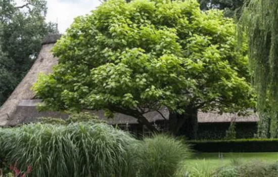 Spring makeover for your lawn