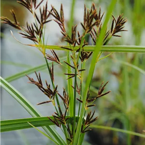 Cyperus longus Cyperus longus