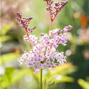 Filipendula rubra 'Venusta' Filipendula rubra 'Venusta'