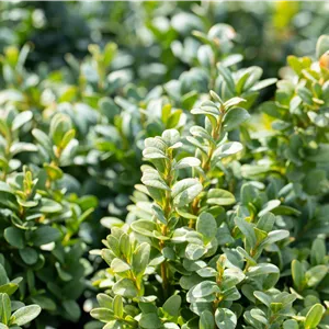 Buxus sempervirens 'Blauer Heinz'