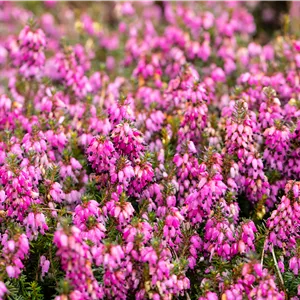 Erica carnea 'Challenger'