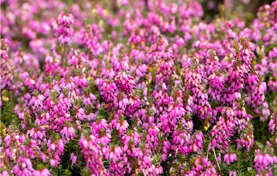 Erica carnea 'Challenger' Erica carnea 'Challenger'