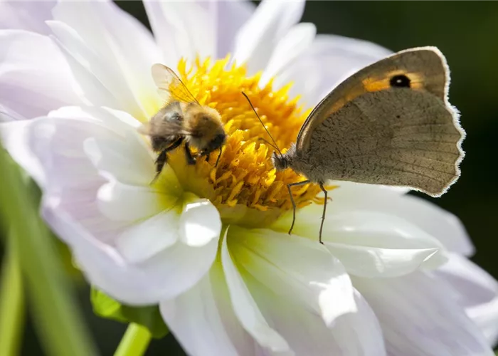 Early bloomers – the spring buffet for bees and friends