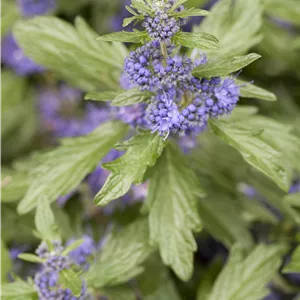 Caryopteris clandonensis 'Arthur Simmonds'