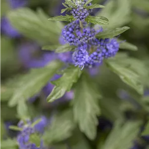 Caryopteris clandonensis 'Kew Blue' Caryopteris clandonensis 'Kew Blue'
