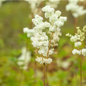 Filipendula ulmaria 'Plena' Filipendula ulmaria 'Plena'