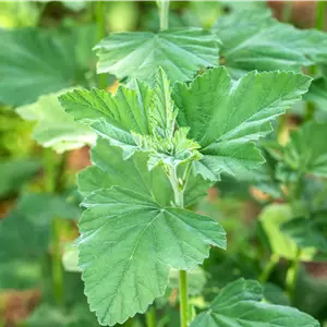 Althaea officinalis