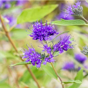 Caryopteris clandonensis 'Heavenly Blue' Caryopteris clandonensis 'Heavenly Blue'