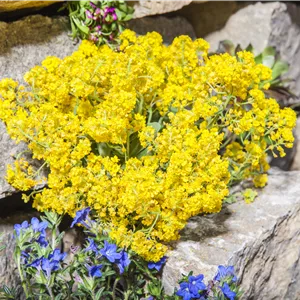 Alyssum montanum 'Berggold' Alyssum montanum 'Berggold'
