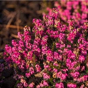 Erica carnea 'Myretoun Ruby'