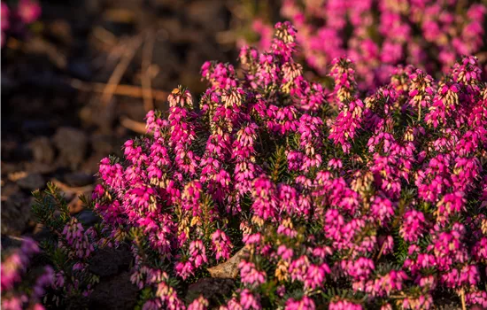 Erica carnea 'Myretoun Ruby' Erica carnea 'Myretoun Ruby'