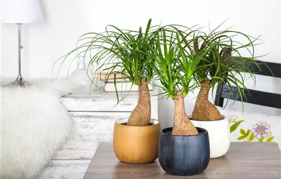 Botanical Pedicure: How to Properly Care for an Elephant's Foot Plant.