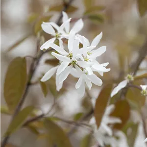 Amelanchier 'Ballerina'
