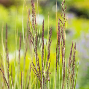 Calamagrostis x acutiflora 'Overdam'