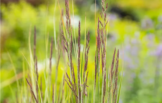Calamagrostis x acutiflora 'Overdam'