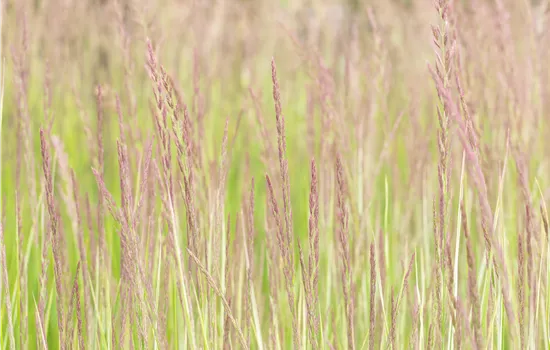 Calamagrostis x acutiflora 'Overdam'