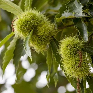 Castanea sativa Castanea sativa