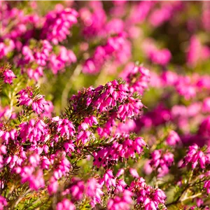 Erica carnea 'Ruby Glow'