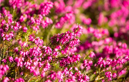 Erica carnea 'Ruby Glow' Erica carnea 'Ruby Glow'