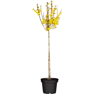 Forsythia 'Lynwood' Forsythia 'Lynwood'