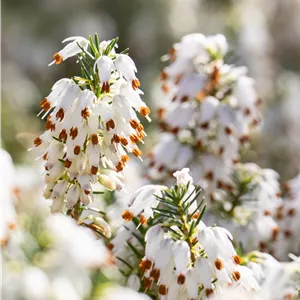 Erica carnea 'Snow Queen'