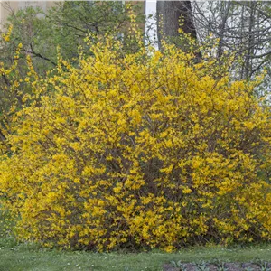 Forsythia intermedia 'Spectabilis' Forsythia intermedia 'Spectabilis'