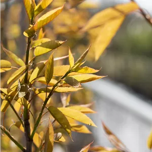 Amelanchier arborea 'Robin Hill'