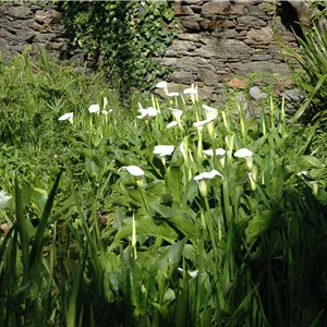 Calla palustris Calla palustris